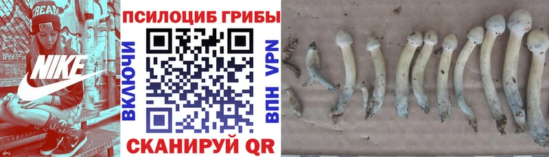 Псилоцибиновые грибы ЛСД  Купить  Кольчугино 